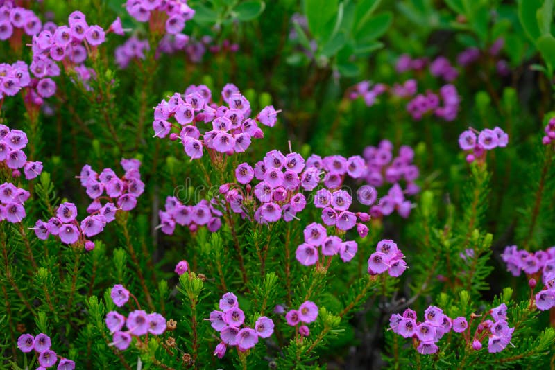 Purple Mountain Heather on Alpine Mountain Stock Photo Image of summer, park 165606882