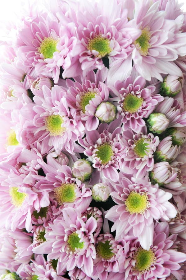 Purple Mum Flower stock image. Image of floral, plant 27711867