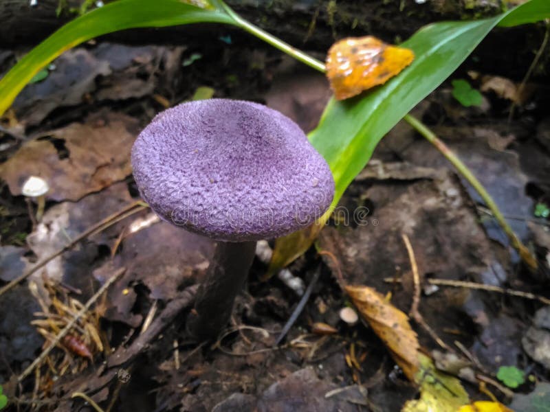 Purple Mushroom Agaricus Violaceus in the Autumn Forest Stock Photo