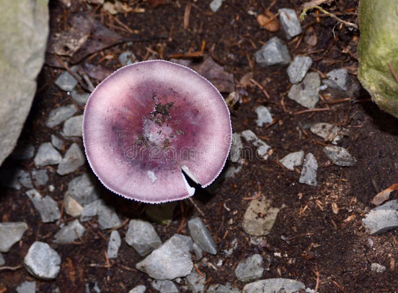 Purple mushroom on forest floor stock image Purple mushroom on forest floor stock image