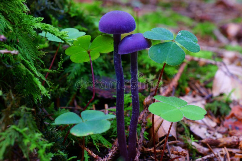 Purple Mushrooms Growth on Ground of Mixed Woodland, Macro Image Stock