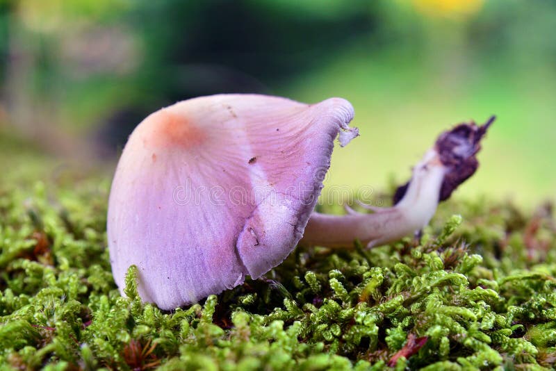 Small purple mushroom stock photo. Image of small, grass 66862258