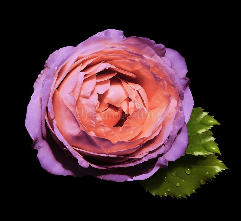 Purple-orange flower roses on the black isolated background with clipping path no shadows. Rose with green leaves. For design