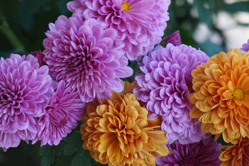 Purple and orange flowers stock photo. Image of autumn 102367772