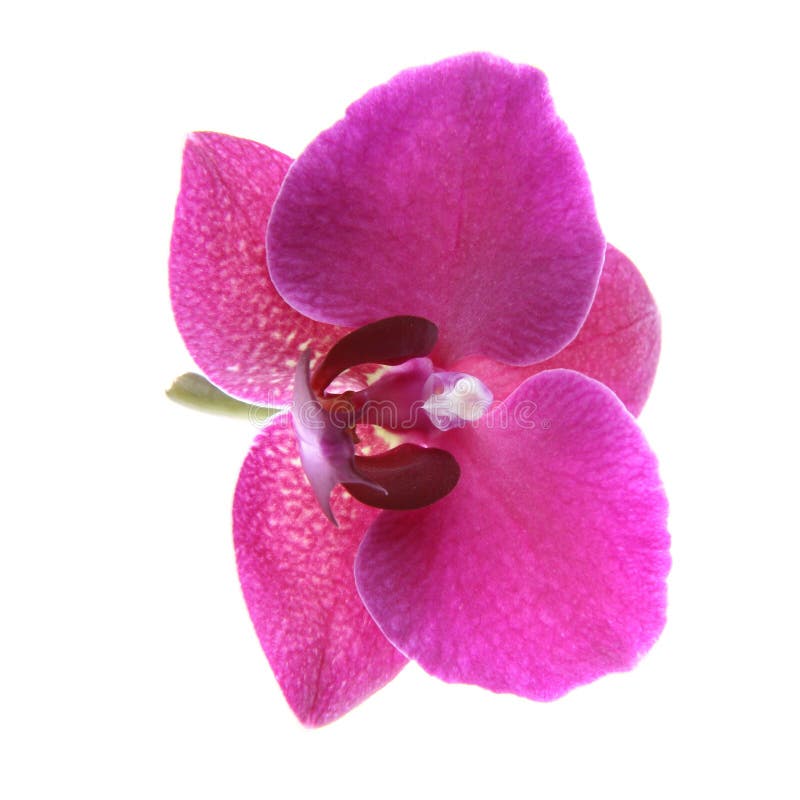 Purple Orchid