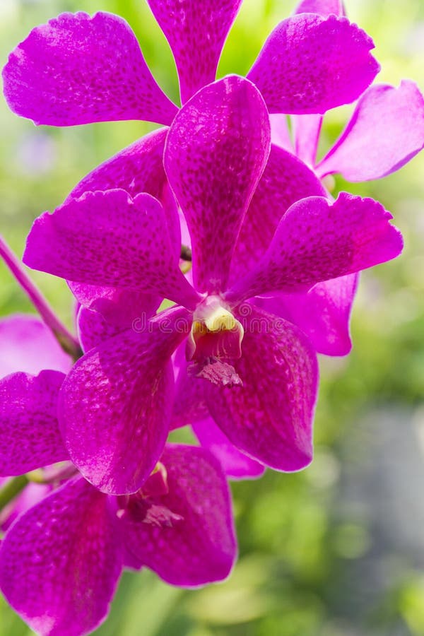 Purple orchid stock image. Image of flower, decorative 24287829