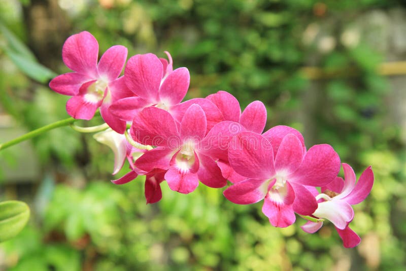 Purple Orchid Blossom in Garden Stock Photo Image of garden, park