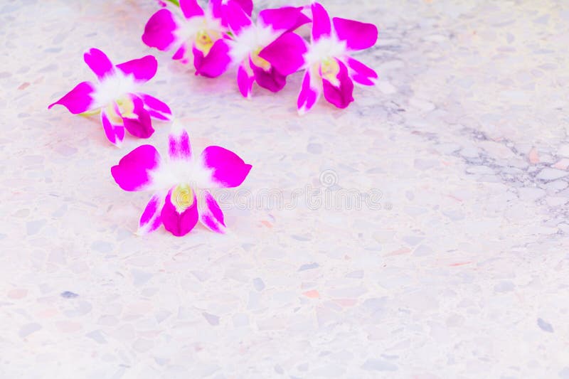 Purple orchid bouquet flower beautiful on terrazzo floor background with copy space add text select focus with shallow depth of f. Ield royalty free stock images Purple orchid bouquet flower beautiful on terrazzo floor background with copy space add text select focus with shallow depth of f. Ield royalty free stock images