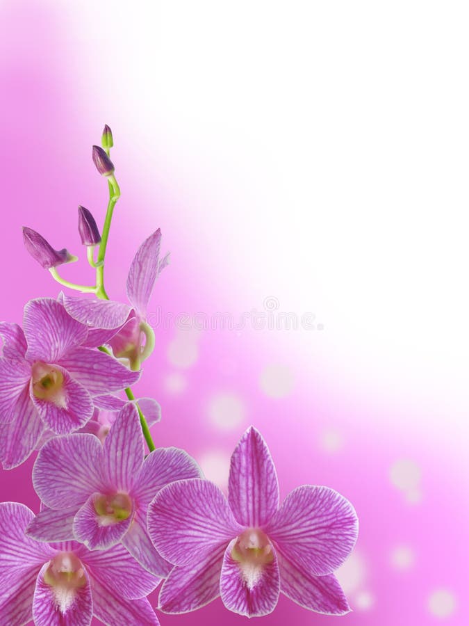 Branch Of Orchid Flowers On Dark Background In Neon Light Stock