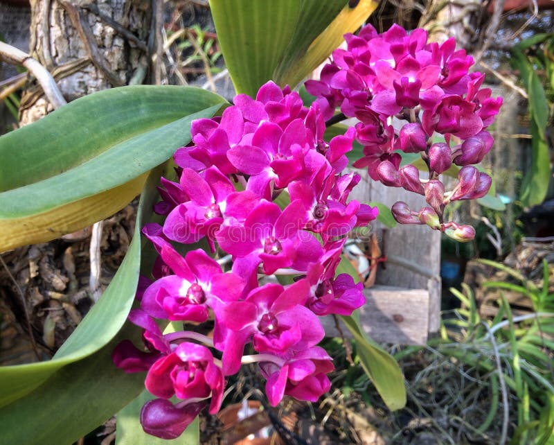 Purple Orchid stock image. Image of orchid, bloom, alone - 86492071