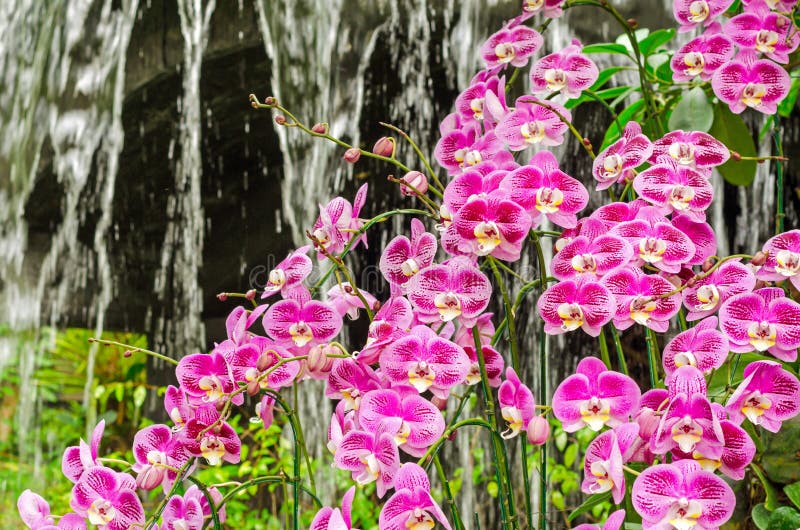 Purple orchid flowers group in greenhouse garden,Thailand