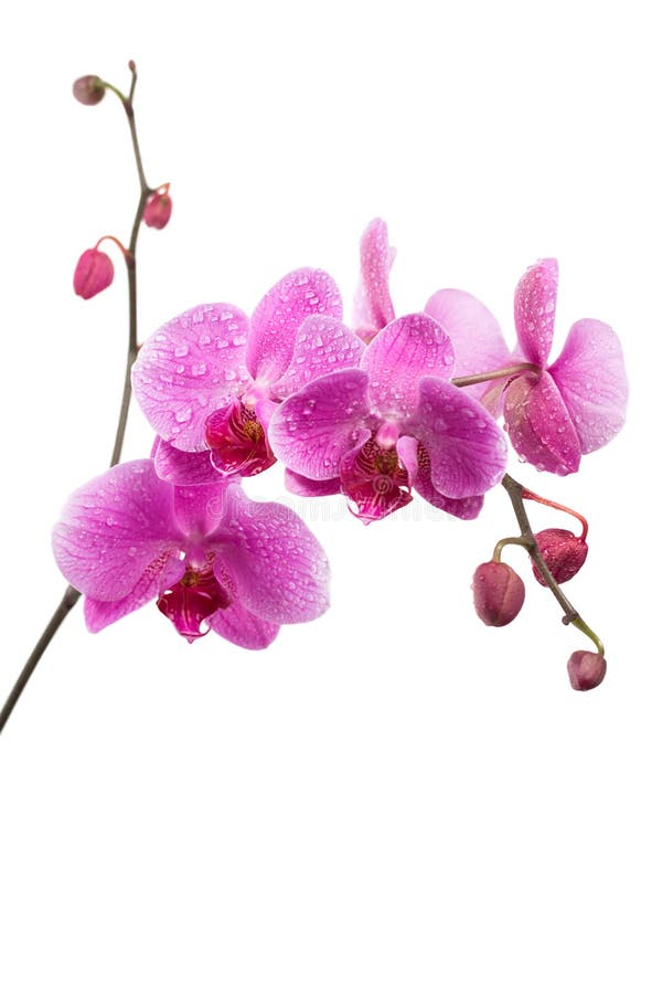 Purple orchid isolated on white