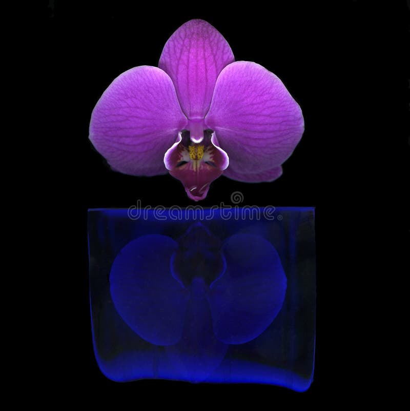 Purple orchid petals stock image. Image of dark, bloom 9914249