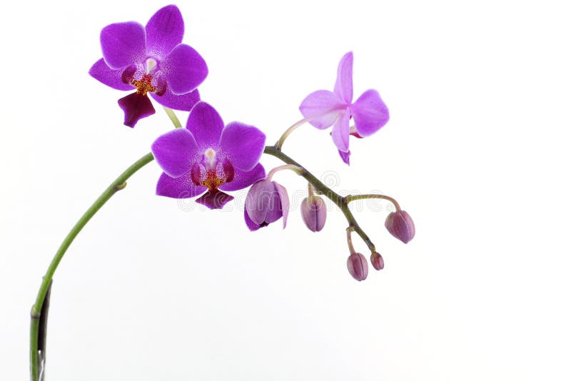 Purple orchid with white pattern
