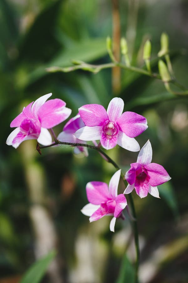 Purple Orchids flowers stock image. Image of tropical 74762813