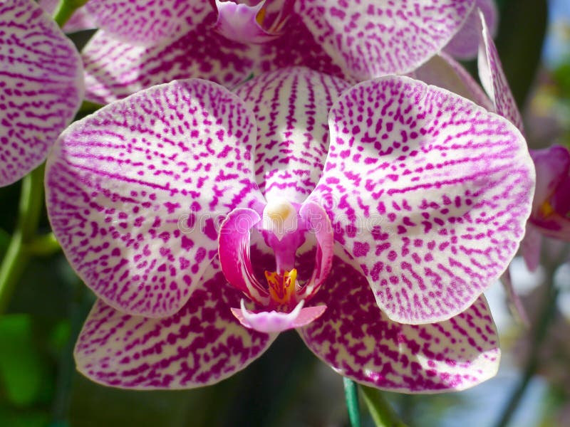 Purple Orchids / Tropical Orchids / Thai Orchids Stock Image - Image of ...