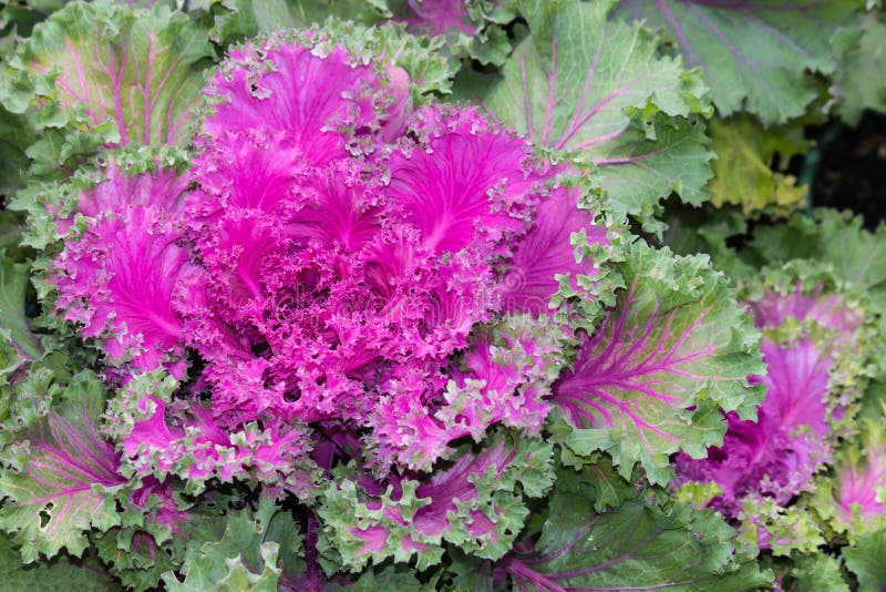 Purple ornamental kale stock photo. Image of pink, leaf 43321470