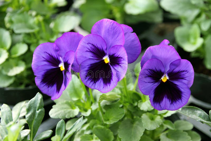 Purple pansy