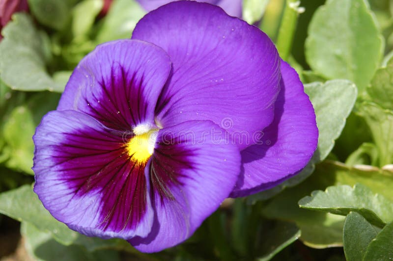 Purple pansy