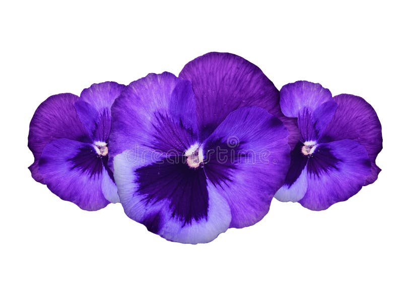 Purple pansy flowers