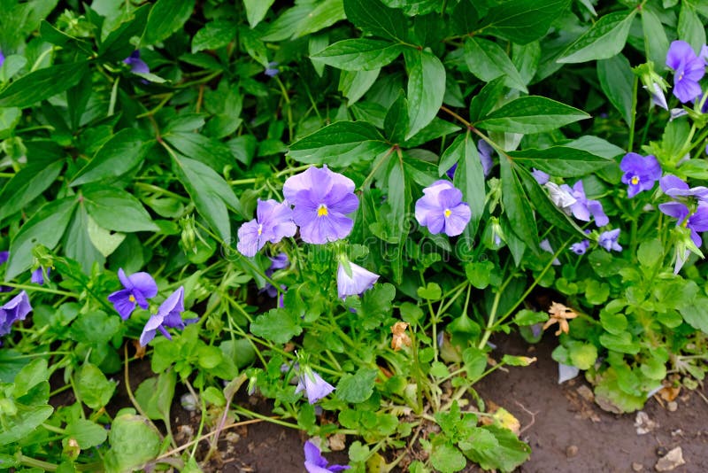 Purple pansy flowers on the flowerbed in summer. stock photo Purple pansy flowers on the flowerbed in summer. stock photo