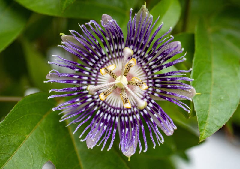 Purple Passion Flower Isolated on Green Leaf Background Stock Photo