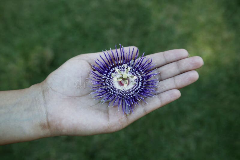 Purple Passion Fruit Flower Stock Photo Image of bloom, growth 34718392