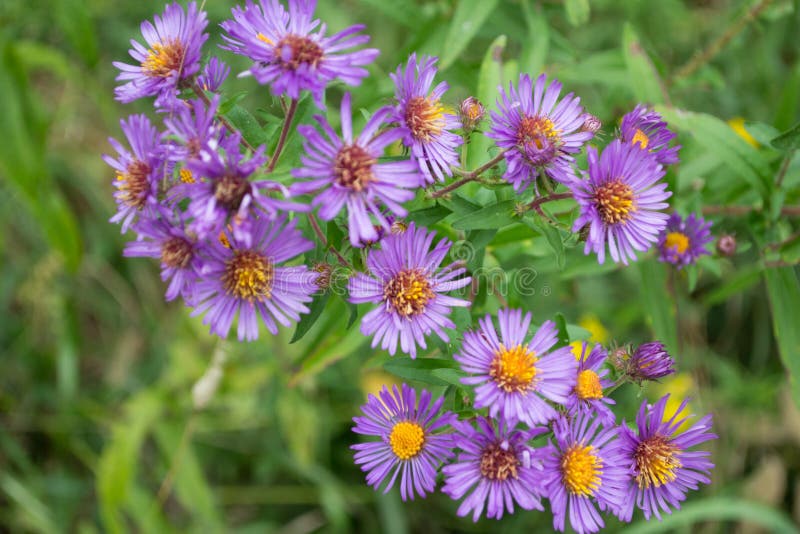 Purple Perennials New England Aster Flowers