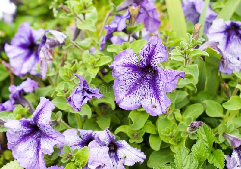 Purple Petunia Flowers in a Beautiful Design on a Bright Sunny Day ...