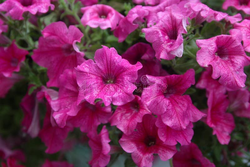 Purple petunia in the rain closeup stock photography
