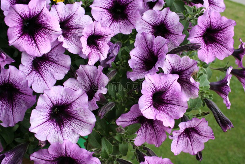 Purple Petunias