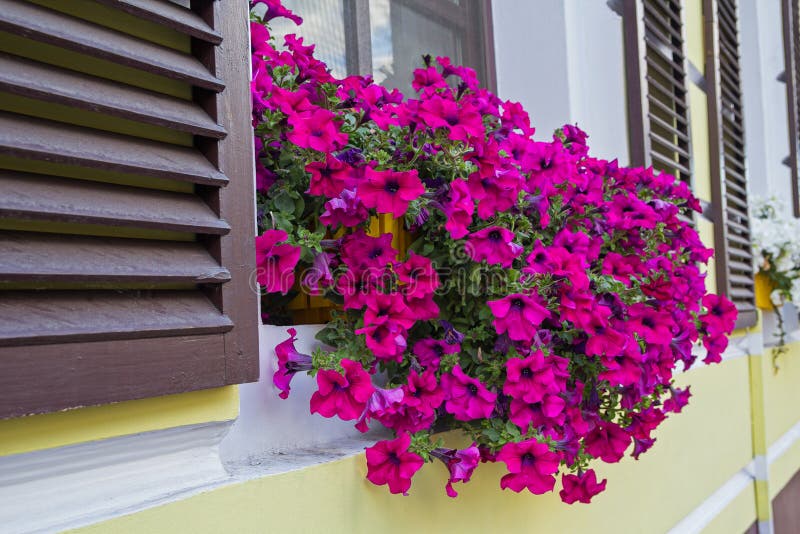 Purple petunias in a box on the window royalty free stock photo Purple petunias in a box on the window royalty free stock photo