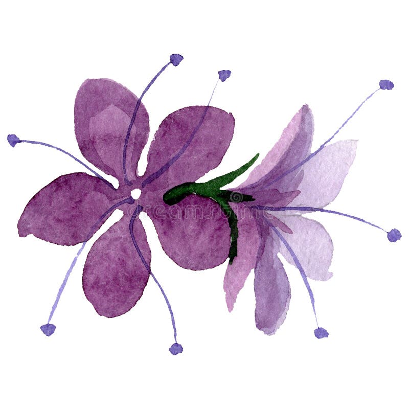 Purple phacelia floral botanical flower. Watercolor background illustration set. Isolated phacelia illustration element. royalty free stock photo Purple phacelia floral botanical flower. Watercolor background illustration set. Isolated phacelia illustration element. royalty free stock photo