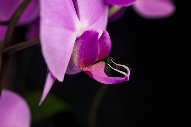 Purple Phalaenopsis Orchid Flower Close-up Looks Like an Unusual Animal on  a Black Background Stock Image - Image of colorful, face: 169364309