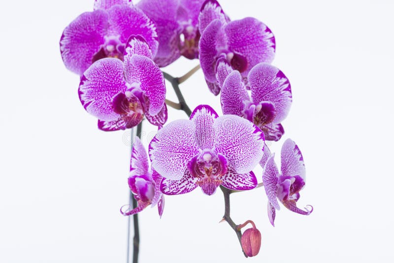 Purple Striped Dendrobium Orchid Extreme Closeup Stock Photo Image