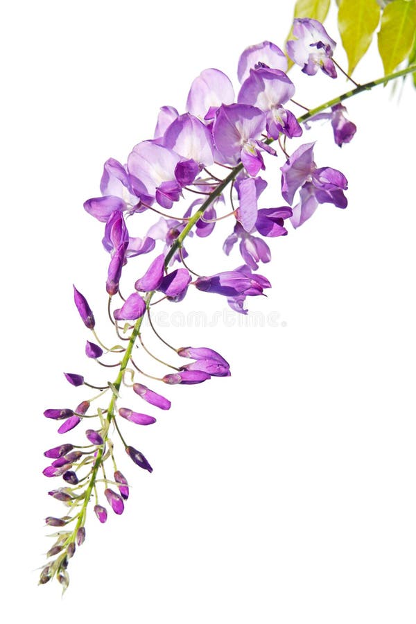 Purple pink blue Wisteria flower branch isolated on white