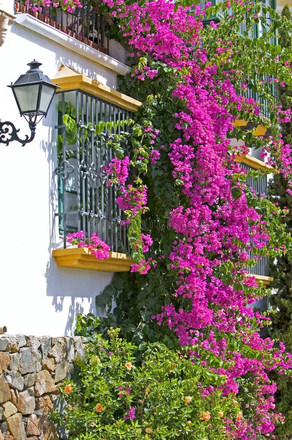 Purple or pink bouganvilla on side of house