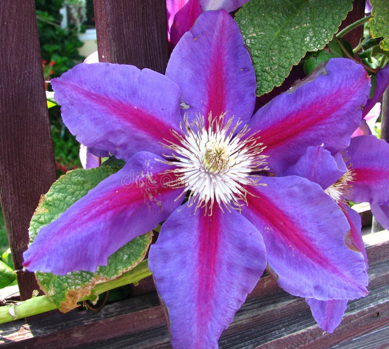 Purpleandpink Clematis Picture. Image 86689057
