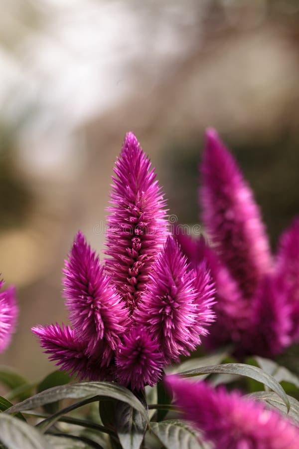 purple-pink-flower-c