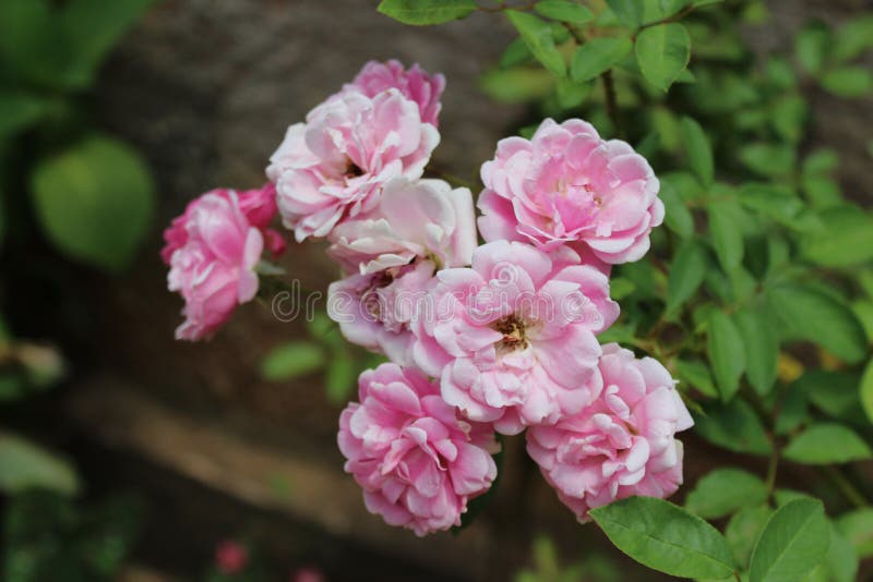 Purple Pink Flower Close Up Stock Vector Illustration of bloom