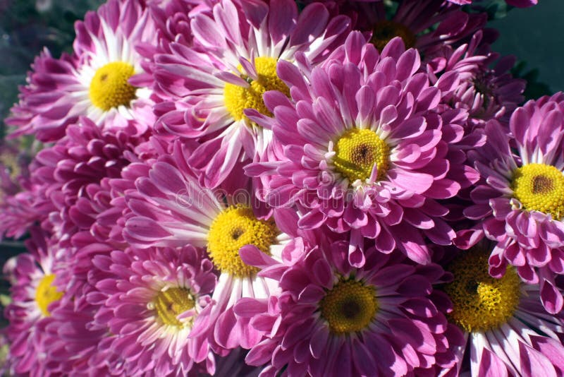 Purple, pink flowers stock image. Image of bright, bunches 13726455