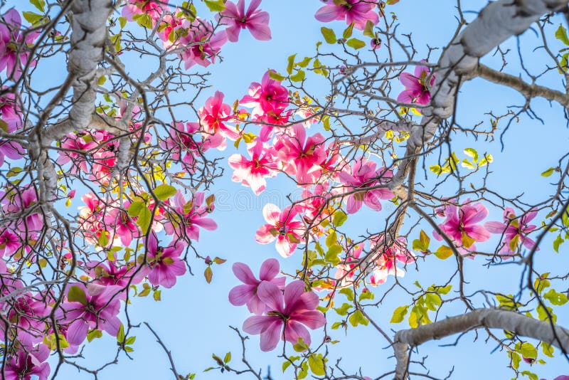 Purple and pink flowers Magnolia tree close up. Beautiful floral background, spring blossom