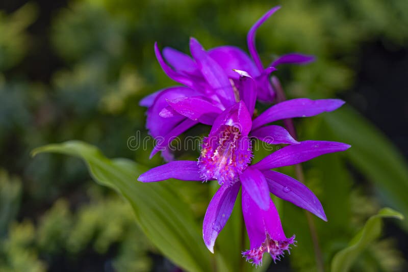 This Purple-pink Garden Orchid Pleione Formosana is a Feast for the Eyes  Stock Image - Image of floral, eyes: 169310225