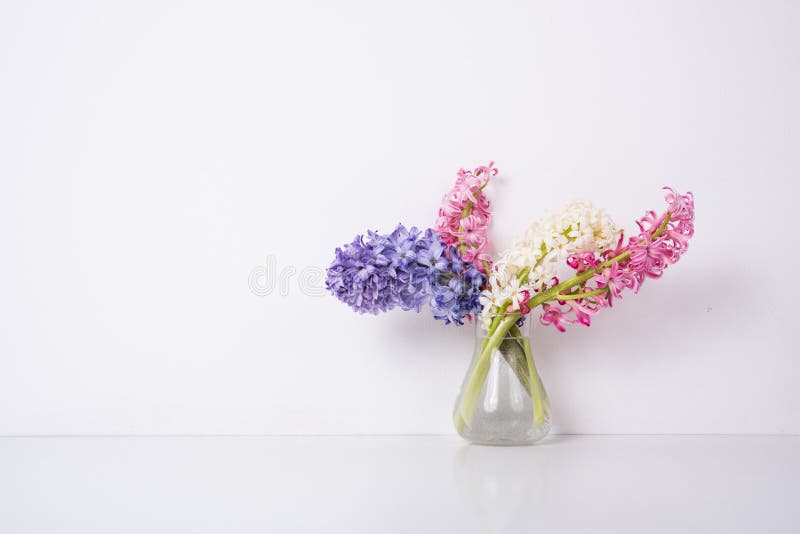 Purple and pink hyacinth flowers