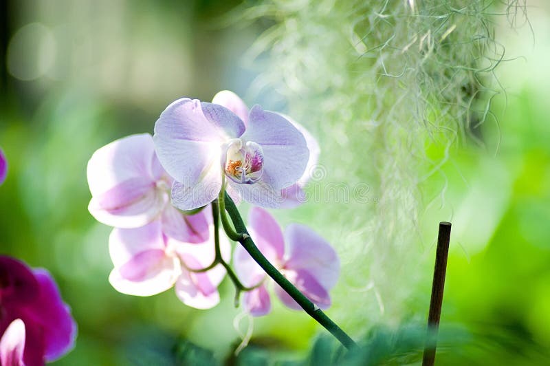 Purple Pink Orchid Flower in Bloom Backlight Stock Image Image of