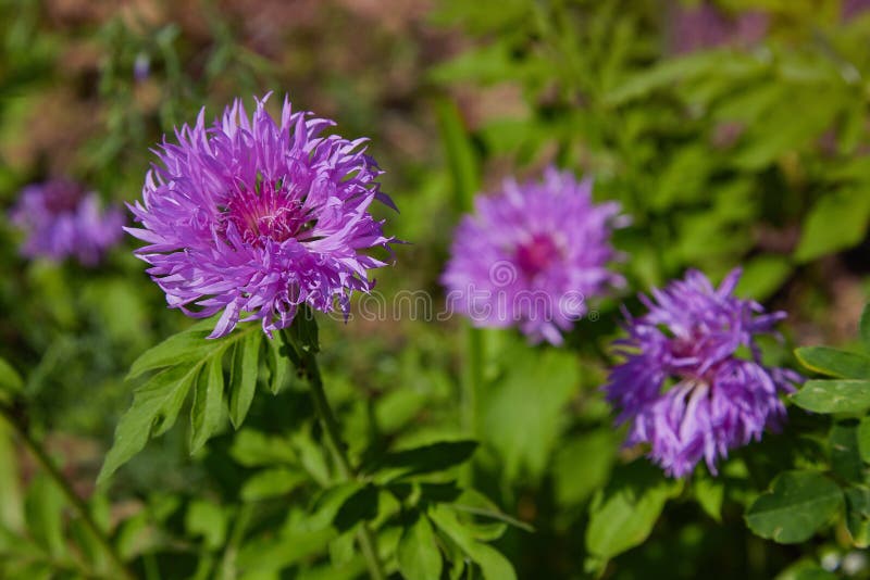 Purple pink Stokes Aster Stokesia laevis flower in bloom