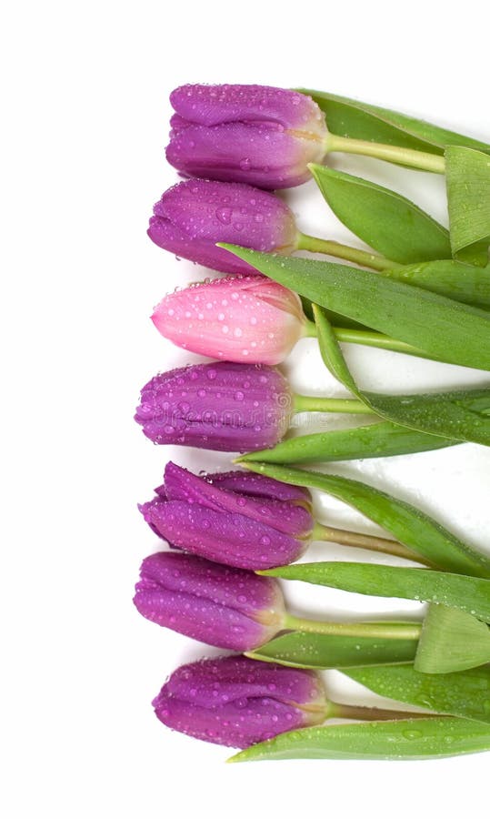 Purple and pink tulips in a row