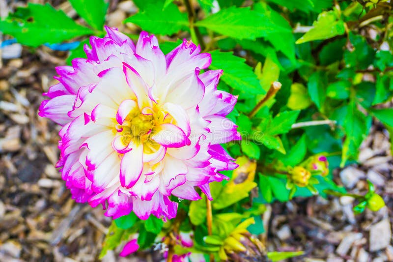 Purple pink white big beautiful dahlia flower macro close up