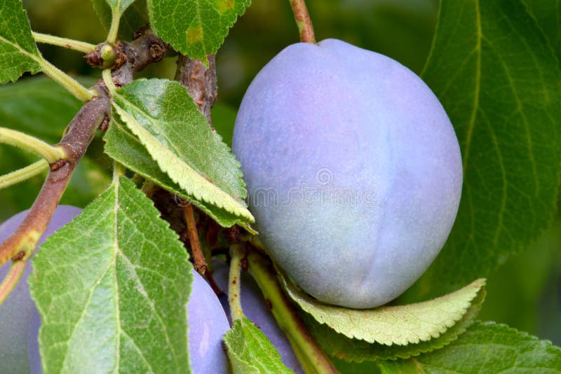Purple Plum Hangs in the Fruit Tree 05 Stock Image Image of european