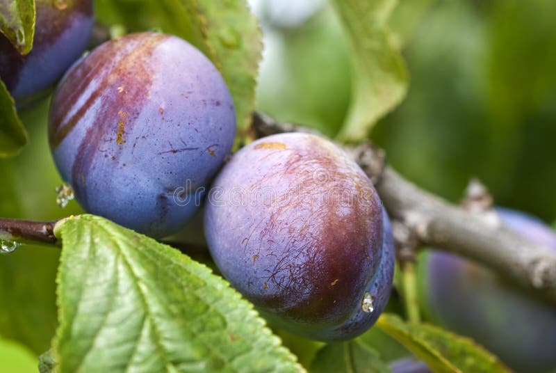 Purple Plums Ripening on the Tree Stock Photo Image of autumn